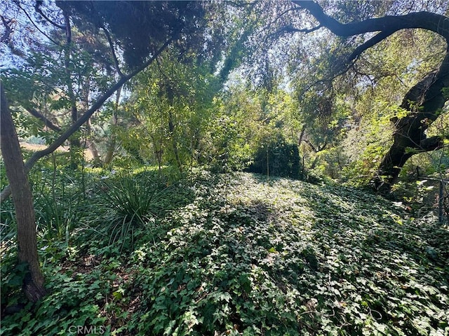 1924 E Rancho Culebra Dr, Covina, CA 91724 - view of woods