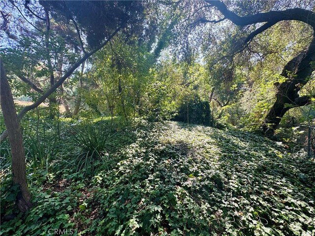 1924 E Rancho Culebra Dr, Covina, CA 91724 - view of tree filled area