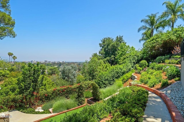 320 N San Rafael Ave, Pasadena, CA 91105 - view of yard