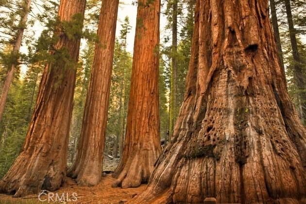 2576 Chilnualna Ln, Wawona, CA 95389 - view of undeveloped land