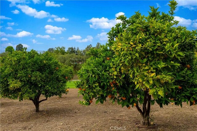 1525 Ramona Dr, Camarillo, CA 93010 - view of undeveloped land