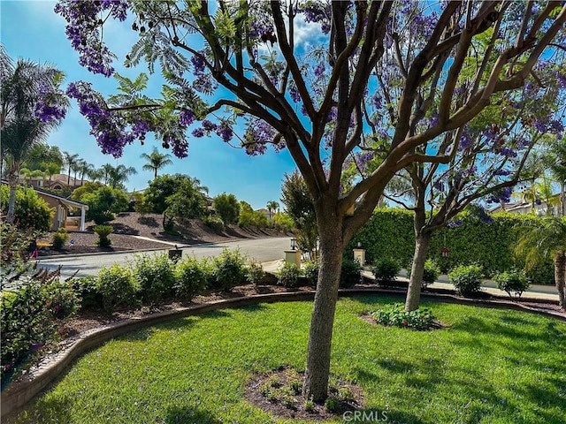 14207 Ashton Ln, Riverside, CA 92508 - view of green lawn