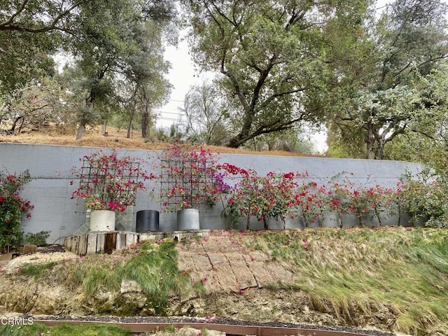 940 Burleigh Dr, Pasadena, CA 91105 - view of yard