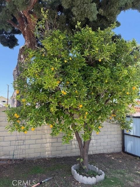1640 Valencia Ave, Placentia, CA 92870 - view of yard