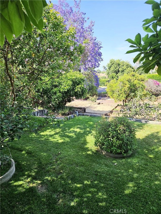 10771 Orchard View Ln, Riverside, CA 92503 - view of green lawn