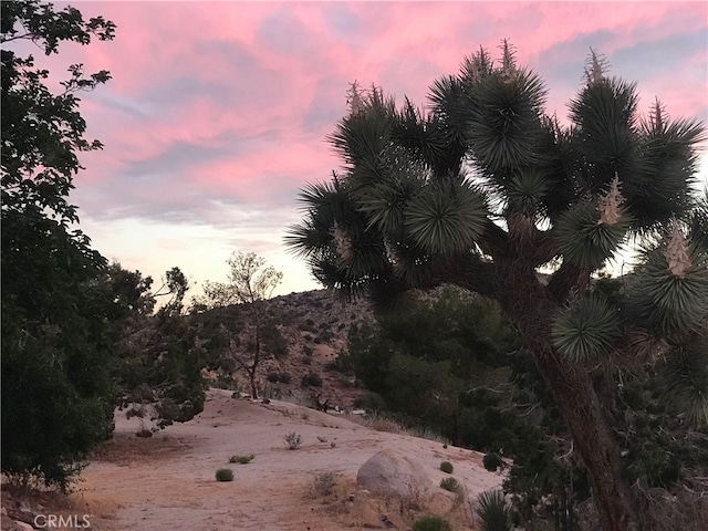 56564 Nelson Ave, Yucca Valley, CA 92284 - view of undeveloped land