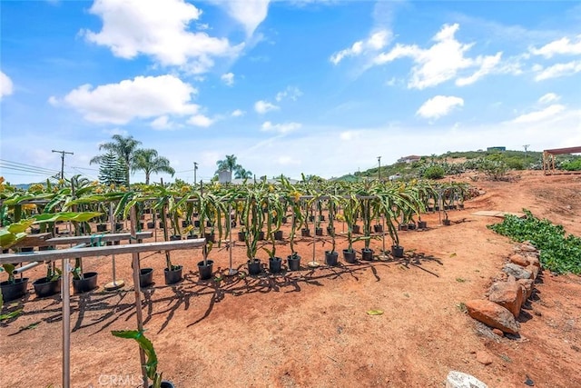 1996 Rainbow Glen Rd, Fallbrook, CA 92028 - view of yard