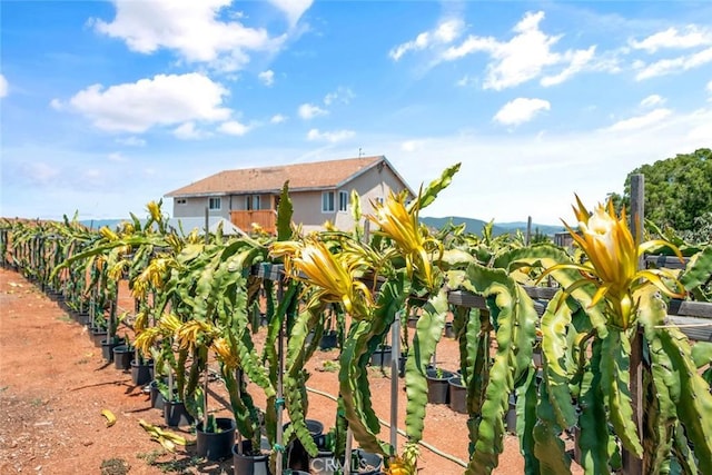 1996 Rainbow Glen Rd, Fallbrook, CA 92028 - view of yard