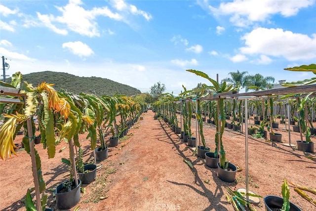 1996 Rainbow Glen Rd, Fallbrook, CA 92028 - view of yard featuring agricultural plots and a mountain view