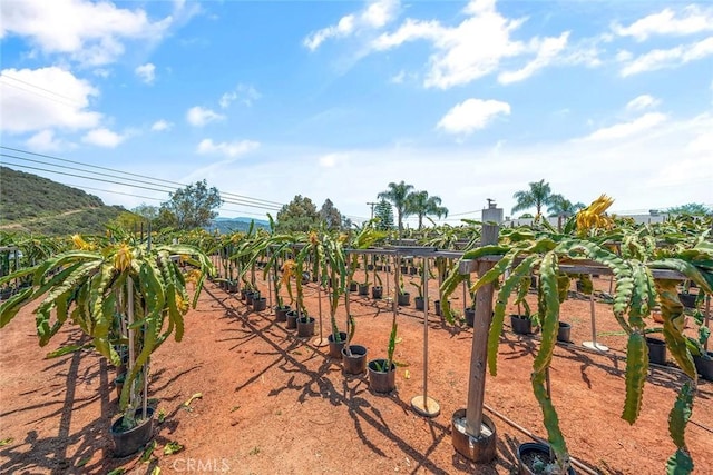 1996 Rainbow Glen Rd, Fallbrook, CA 92028 - view of yard
