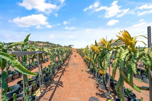 1996 Rainbow Glen Rd, Fallbrook, CA 92028 - view of yard