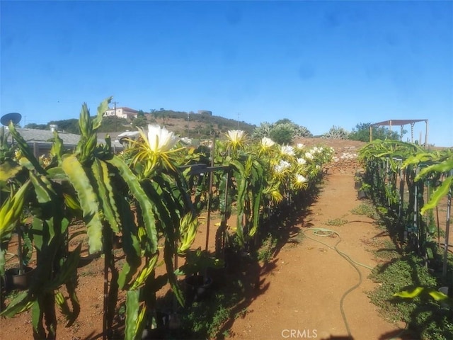 1996 Rainbow Glen Rd, Fallbrook, CA 92028 - view of yard