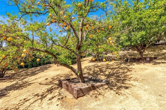 27151 Mission Hills Dr, San Juan Capistrano, CA 92675 - view of yard