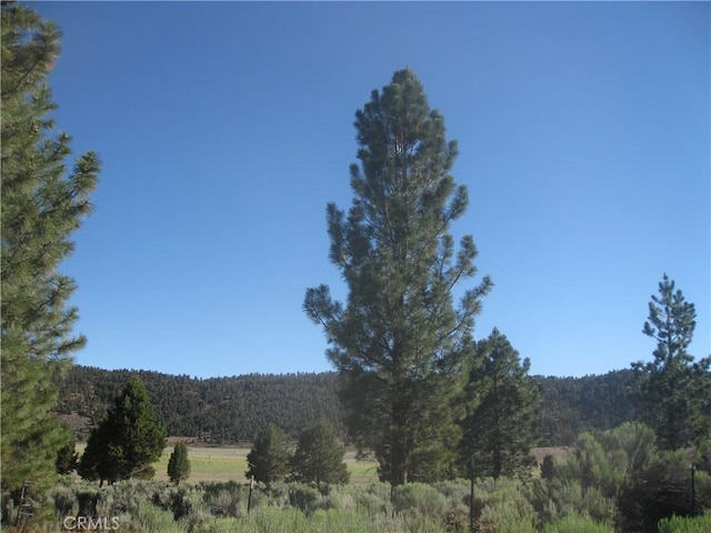 2805 Cedar Ln, Big Bear City, CA 92314 - photo 1