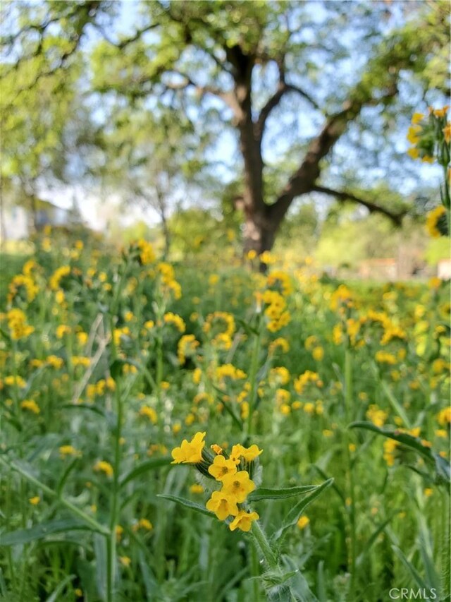 0 Chico Canyon Rd, Chico, CA 95928 - photo 4