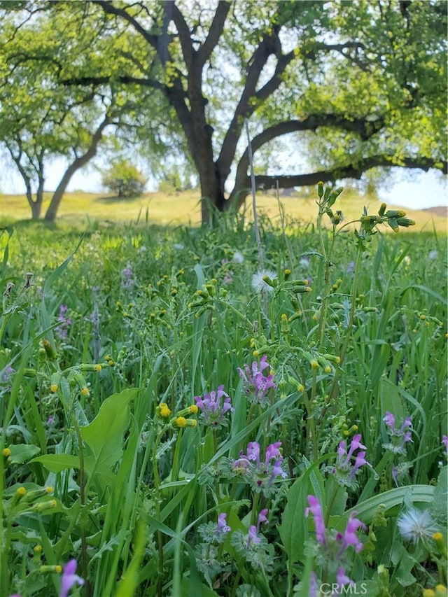 0 Chico Canyon Rd, Chico, CA 95928 - photo 11