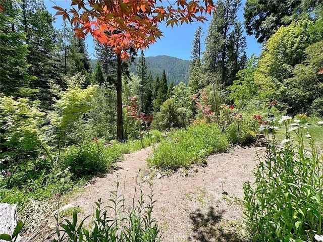35 Sierra Buttes Rd, Sierra City, CA 96125 - photo 25