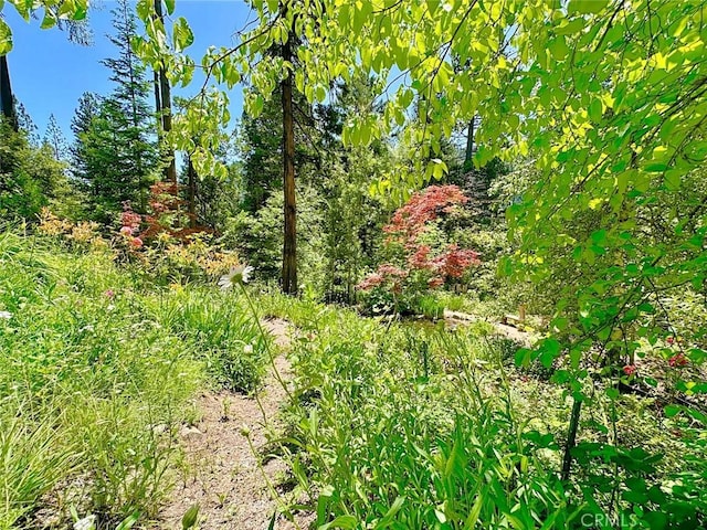 35 Sierra Buttes Rd, Sierra City, CA 96125 - photo 26