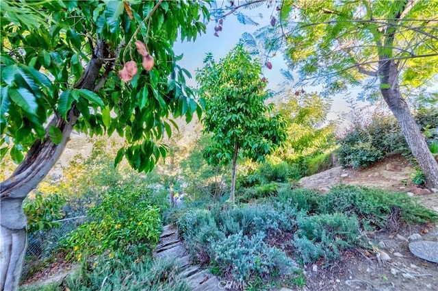 1742 Hanscom Dr, South Pasadena, CA 91030 - view of undeveloped land