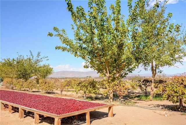 11446 Midway Ave, Lucerne Valley, CA 92356 - photo 40