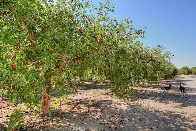 11446 Midway Ave, Lucerne Valley, CA 92356 - photo 51