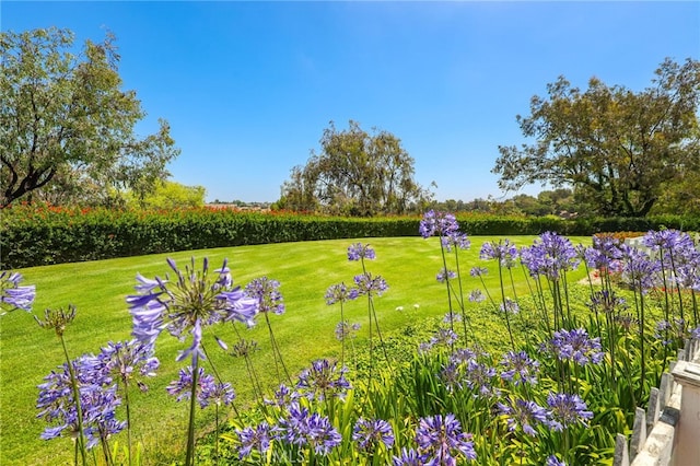 2720 Hilltop Dr Unit 58, Newport Beach, CA 92660 - view of green lawn