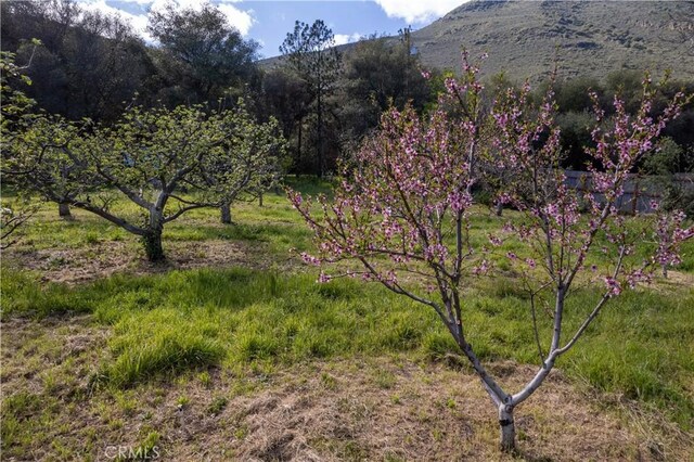8993 Soda Bay Rd, Kelseyville, CA 95451 - photo 31