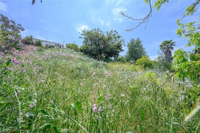 4548 Jade St, Los Angeles, CA 90032 - view of local wilderness