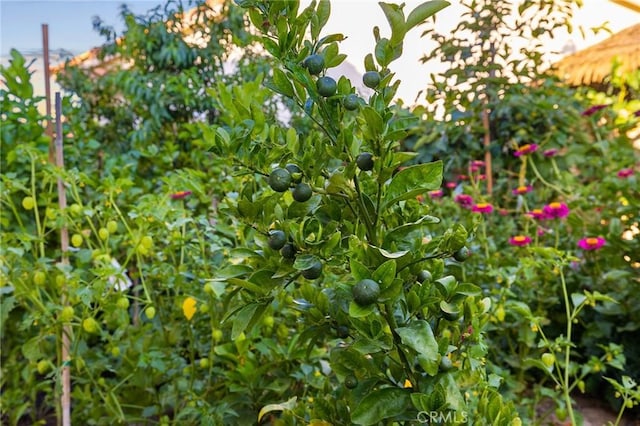 2157 Pecan Tree St, Hemet, CA 92545 - view of local wilderness