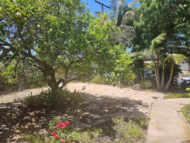 733 Cathy, Cardiff By The Sea, CA 92007 - view of yard