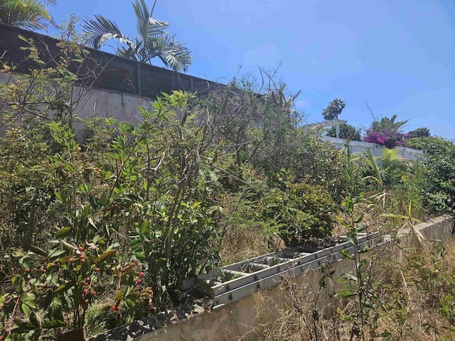 733 Cathy, Cardiff By The Sea, CA 92007 - view of yard