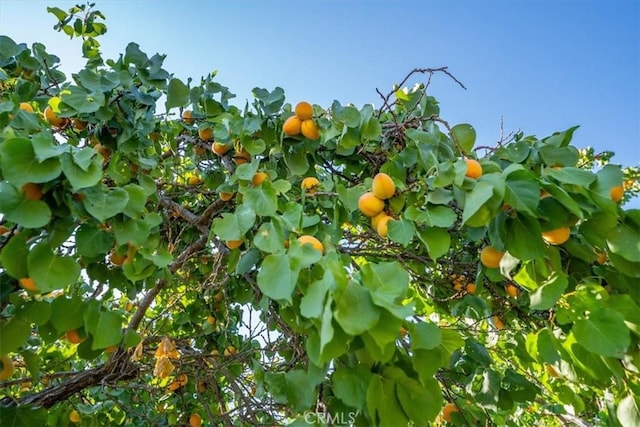 21999 Riverside Ave, Red Bluff, CA 96080 - view of nature