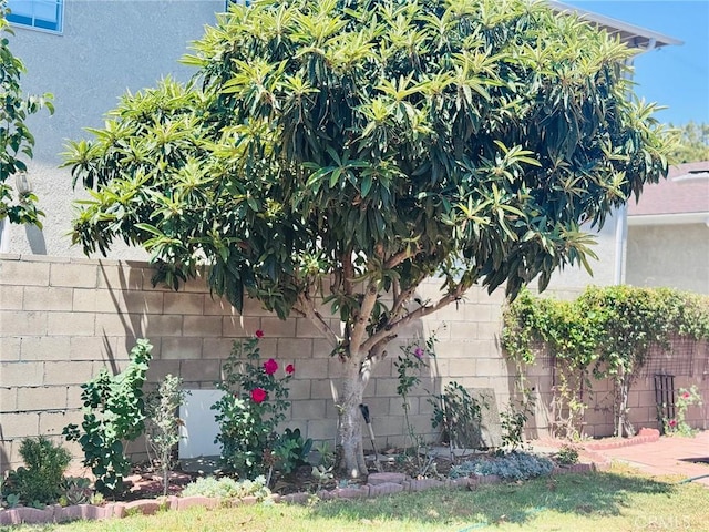 1809 S 5th St, Alhambra, CA 91803 - view of yard