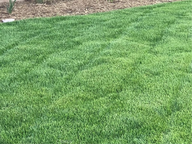 1031 Coriander St, Calimesa, CA 92320 - view of green lawn