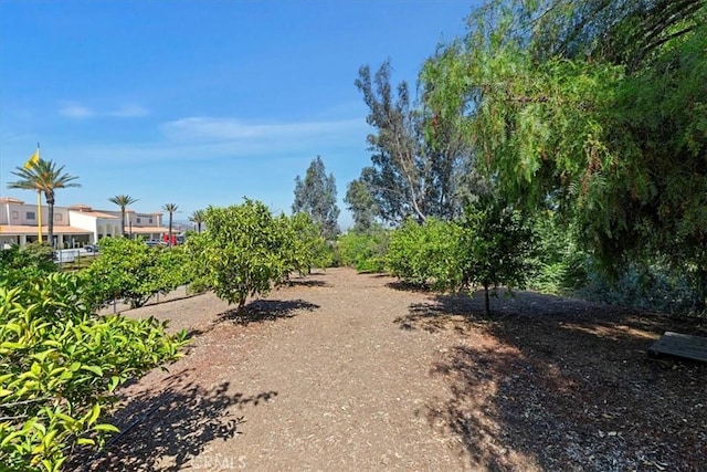 16858 Mariposa Ave, Riverside, CA 92504 - view of yard