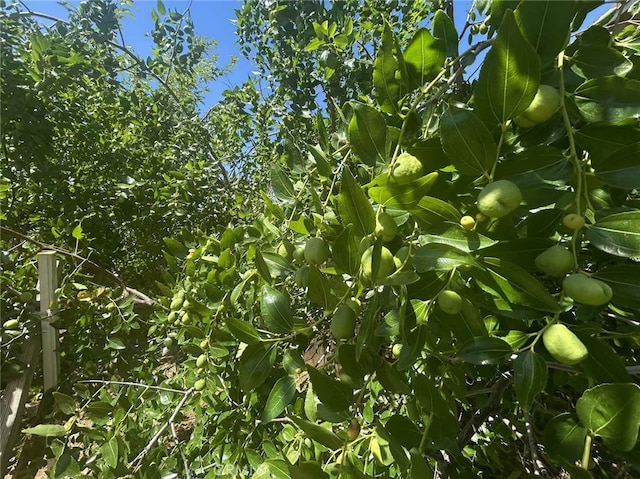 2925 Lemon St, Riverside, CA 92501 - view of nature