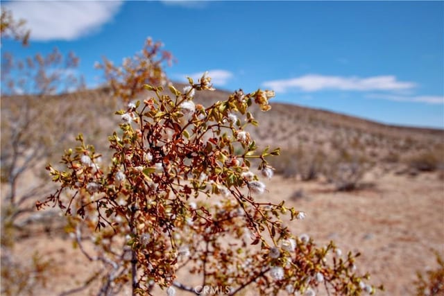 60024 La Brisa Dr, Joshua Tree, CA 92252