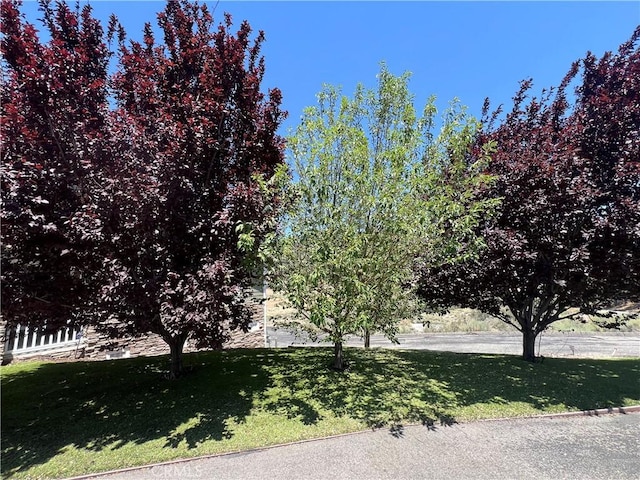 9401 Whispering Pines Rd, Frazier Park, CA 93225 - view of green lawn