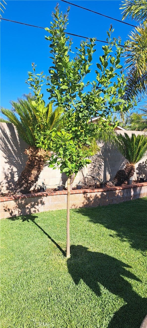 1605 S Birch St, Santa Ana, CA 92707 - view of grassy yard