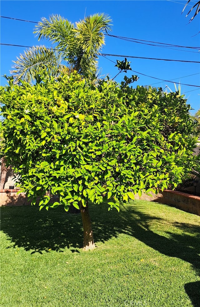 1605 S Birch St, Santa Ana, CA 92707 - view of green lawn