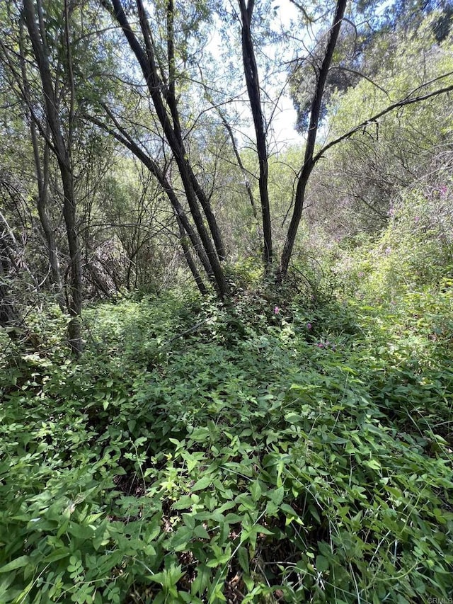 Riverside Dr, Descanso, CA 91916 - photo 13