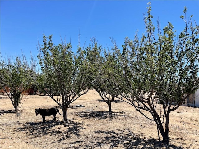 4679 Gorgonio Rd, Phelan, CA 92371 - photo 6
