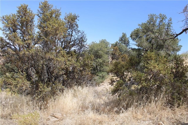 7935 Scenic Dr, Pinon Hills, CA 92397 - photo 5