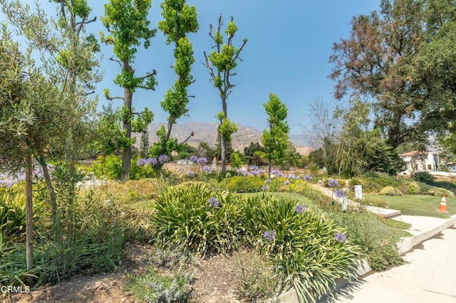 1215 E Mendocino St, Altadena, CA 91001 - photo 5