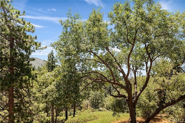 2461 Spring Oak Dr, Running Springs, CA 92382 - photo 45