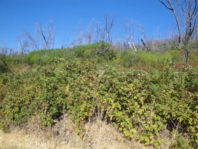 0 Meadow Ln, Berry Creek, CA 95916 - photo 5