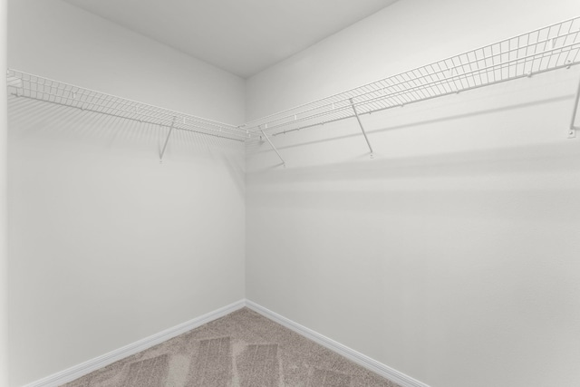 walk in closet featuring carpet flooring