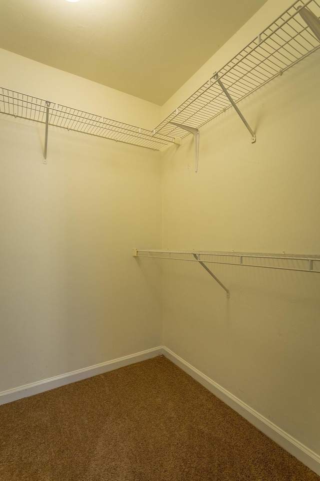 walk in closet with carpet floors