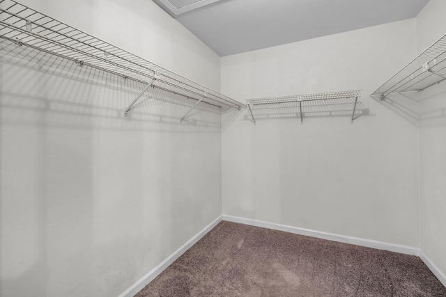 spacious closet featuring carpet