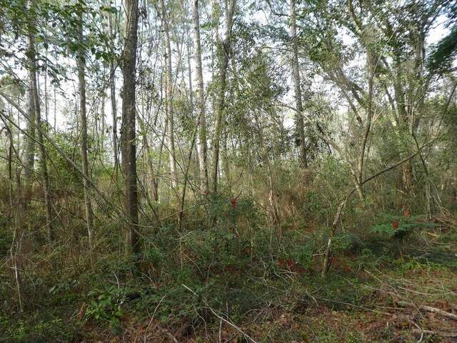 7091 Thomasville Rd, Tallahassee, FL 32312 - photo 11